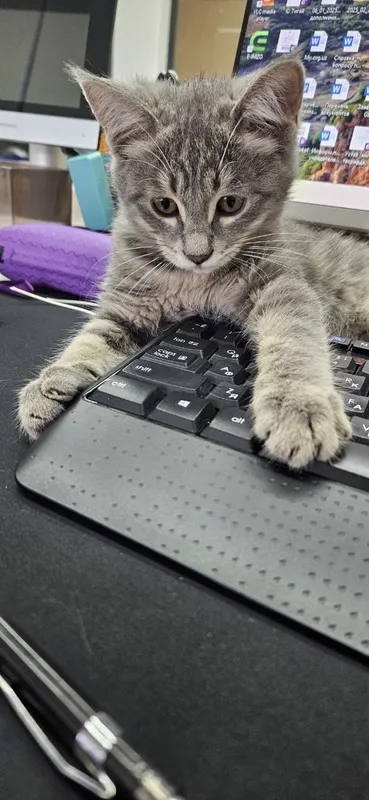 Котенок мальчик два месяца 3 Котенок мальчик два месяца 3