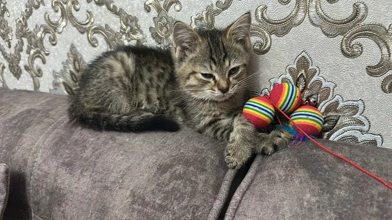 Котейки в любящую семью 2 Котейки в любящую семью 2