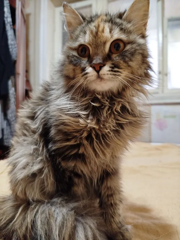 кошка 3 кошка 3