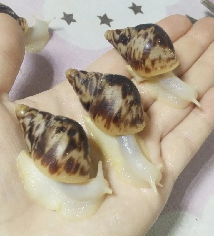 axatina Retikulyata albinos, ретикулята улитки