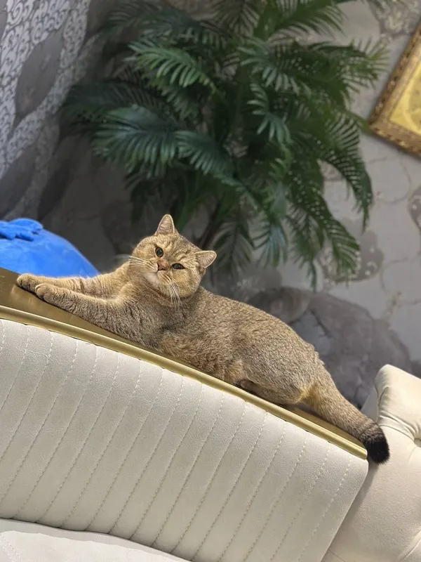 Вязка кот золотая шиншила — фото 1