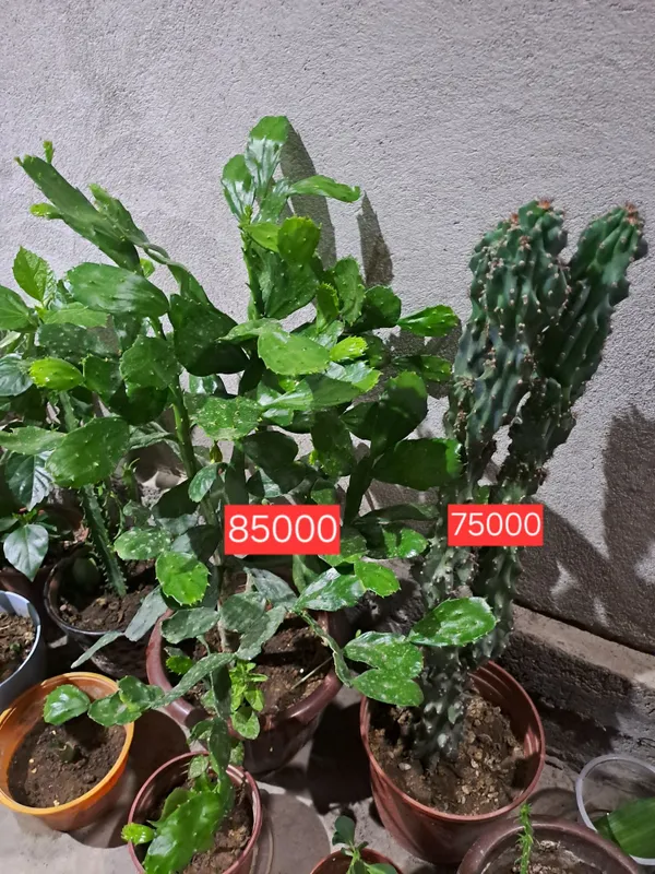 Honaki gullar sotila holati zoʻr 4 Honaki gullar sotila holati zoʻr 4