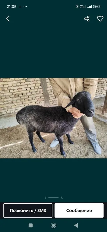 Zotli qo'chqorlar sotiladi