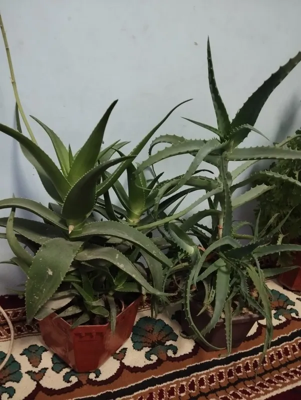 Aloe xonaki gullar sotiladi 2 Aloe xonaki gullar sotiladi 2