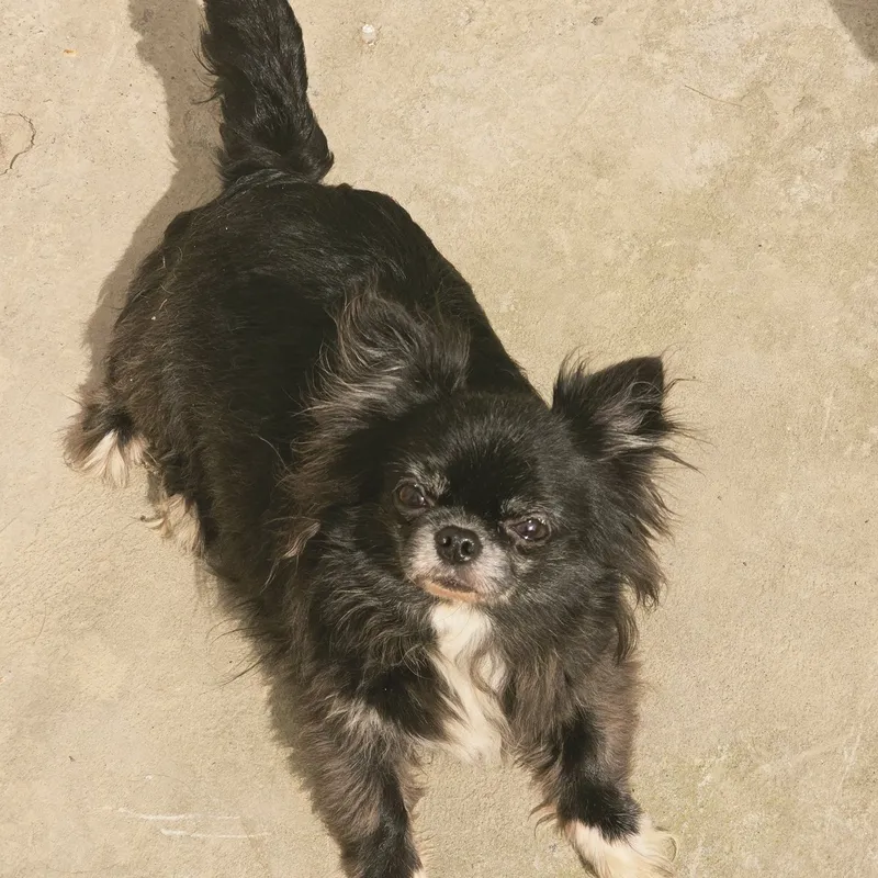 Voyaga yetgan chihuahua urg‘ochisi 1 Voyaga yetgan chihuahua urg‘ochisi 1