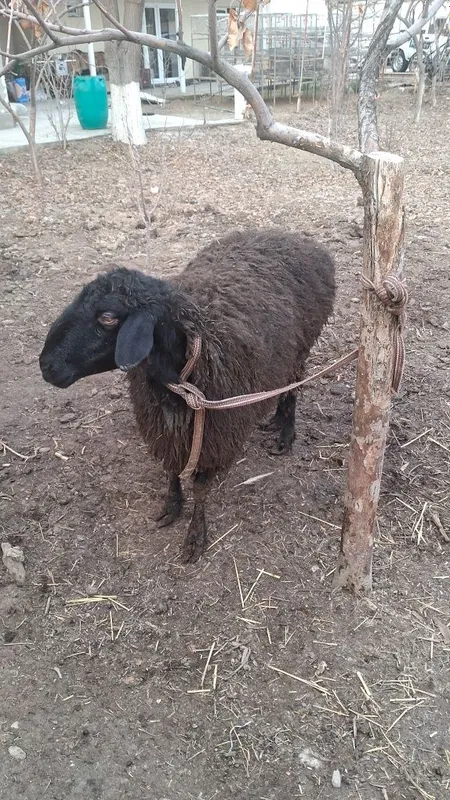 Qõy Quy Sotiladi