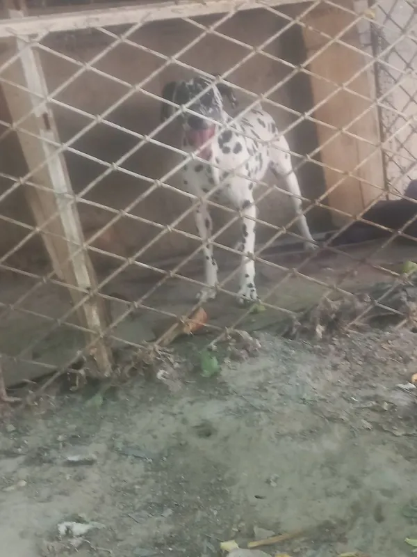 Dalmativ zotli it 3