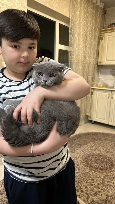 Породистая шатлантская вислоухая кошка приученная