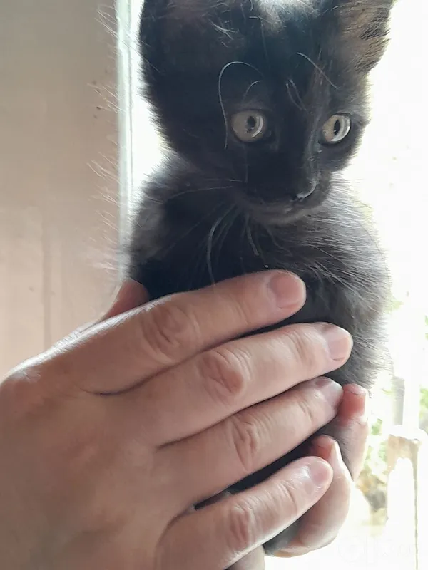 Котёнок 1,5 месяца.Бесплатно. 3 Котёнок 1,5 месяца.Бесплатно. 3