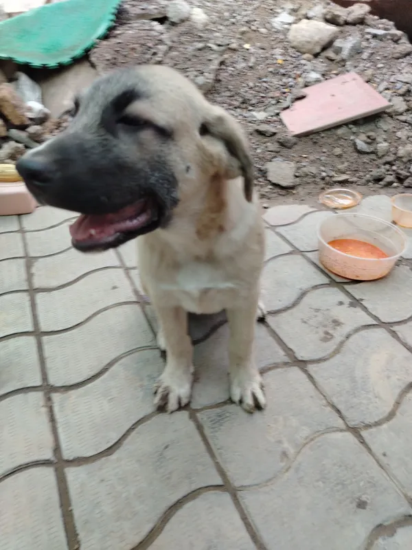 kangal Labrador blan qushlgan