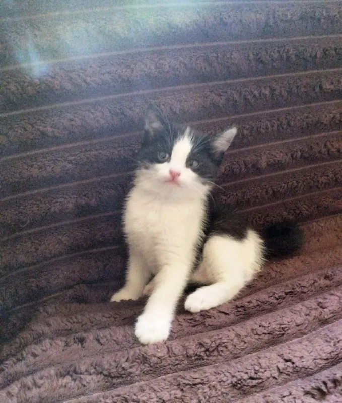котята в хорошие руки