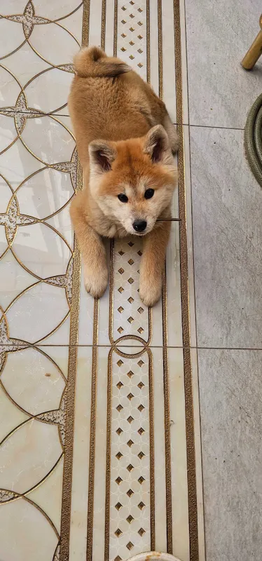 Продается Akita inu девочка