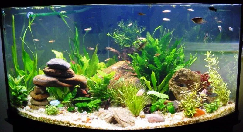 akvarium tozalash xizmati — фото 1