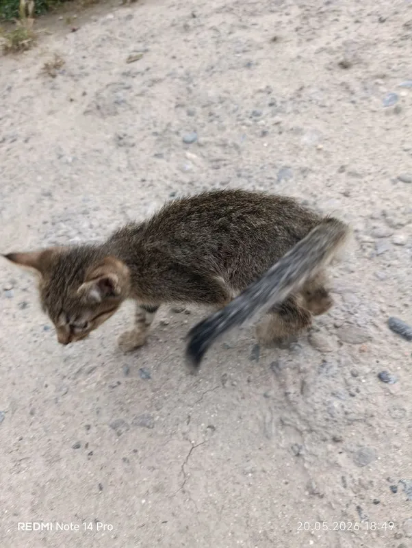 Кот милый красивый — фото 2