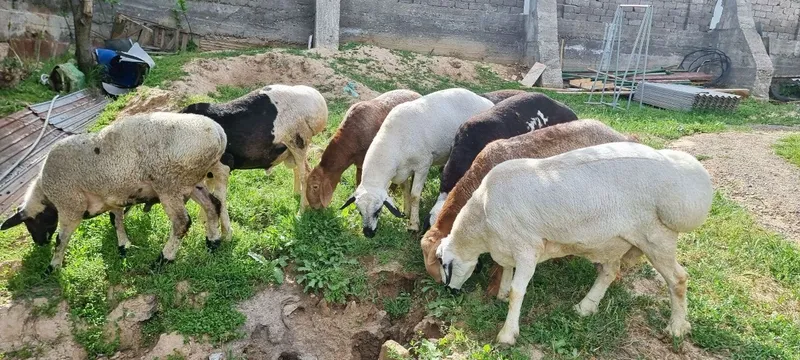 Qo'chqorlar. Qurbonlik.