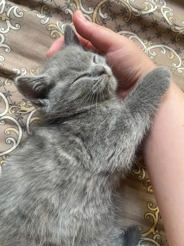 Продаётся котёнок — фото 2