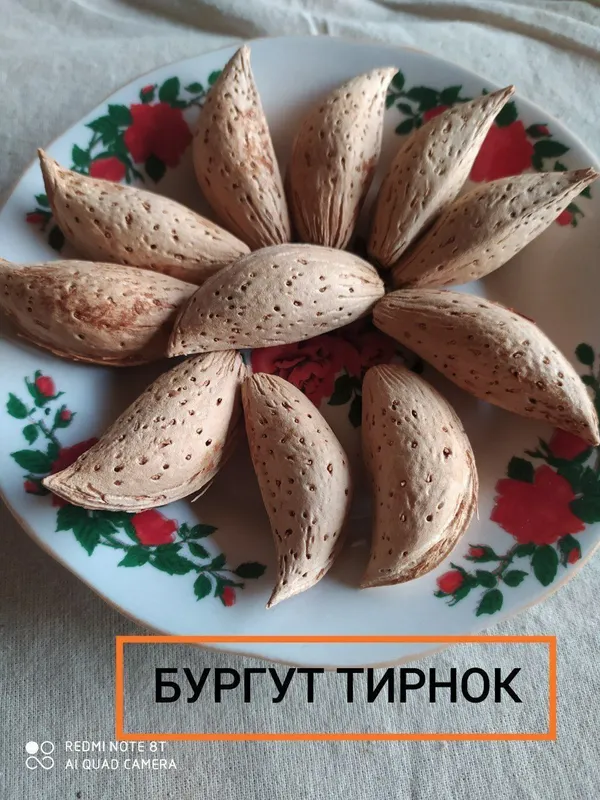 БОДОМ КУЧАТЛАРИНИ 9 хил сорти бор сортига падвойига кафолат берамиз — фото 3