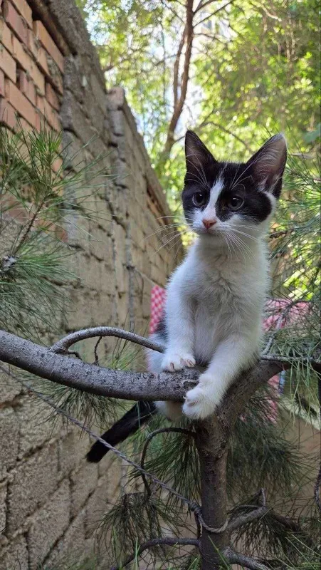 Котята ищут семьи! 4 Котята ищут семьи! 4