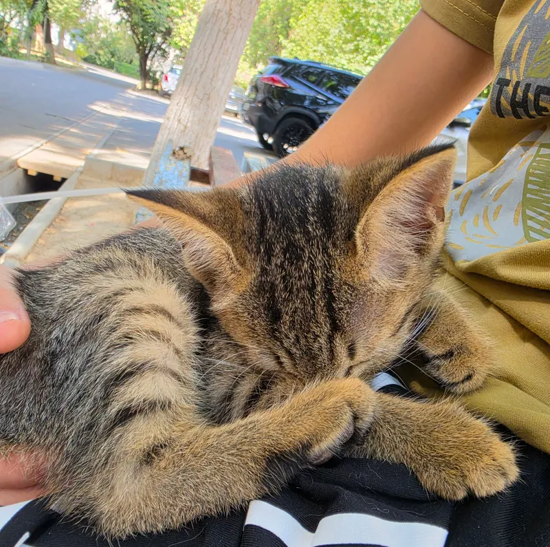 Котёнок даром БЕСПЛАТНО 3 Котёнок даром БЕСПЛАТНО 3