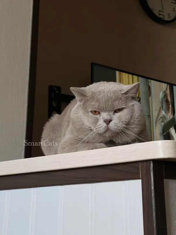 Juftlash! British shorthair 2 Juftlash! British shorthair 2