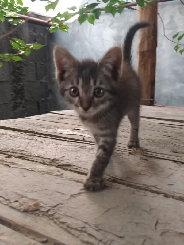 котенок 1-3 месяца, ищет новую семью — фото 1
