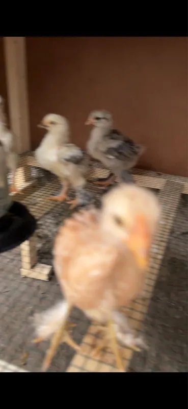 Brahma jujalari sotiladi 4 Brahma jujalari sotiladi 4