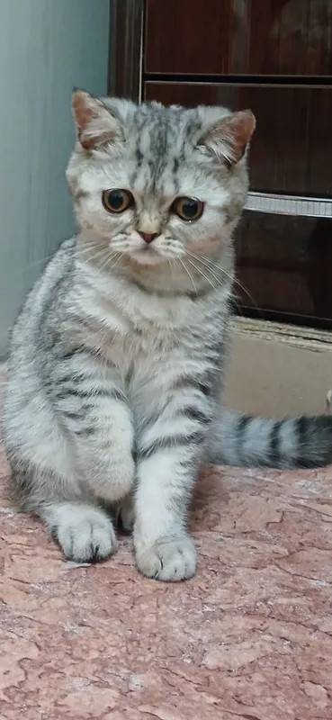 Для вязки моего кота — фото 2