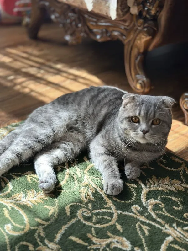 Продаётся шотландский вислоухий кот