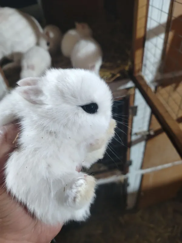 Xatot quyonlar bolari sotuvda
