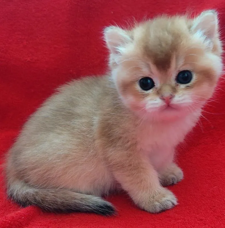 Продаются шикарные котята скотишстрайт,шиншилла.