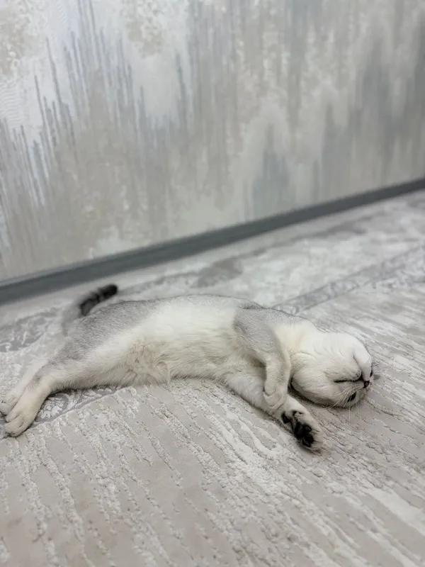 Кошка британская шиншилла — фото 1