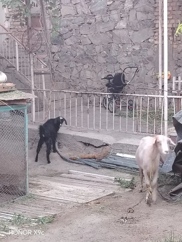 ona bola echki sotiladi
