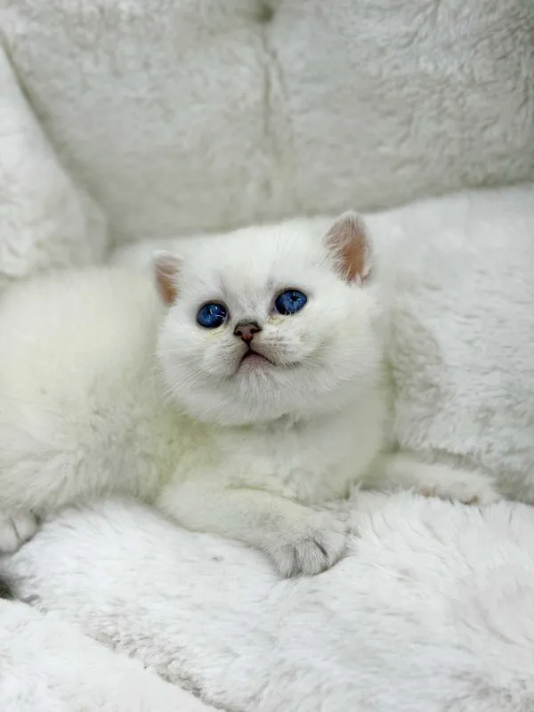 продажа котят породистый