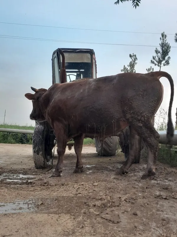 Qurbonlikka Buqalar sotiladi