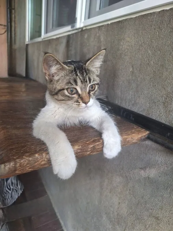 Отдам котят в хорошие руки 1 Отдам котят в хорошие руки 1