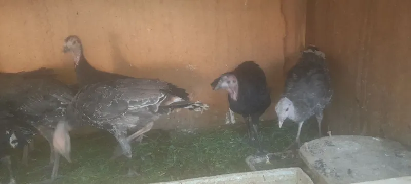 3 oyli kurkala sotladi 3 3 oyli kurkala sotladi 3