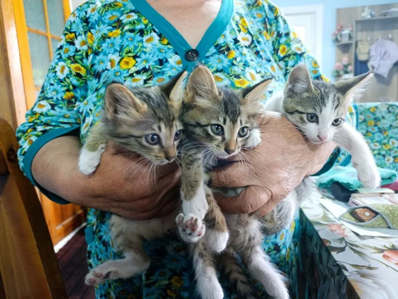 Отдам за даром котят 3 Отдам за даром котят 3
