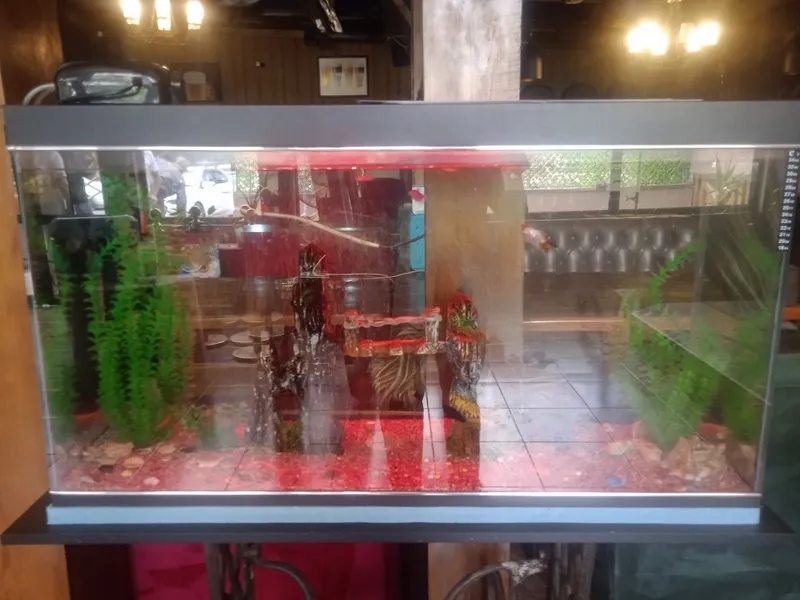 Akvarium 6juft baliqlari bilan 2 Akvarium 6juft baliqlari bilan 2