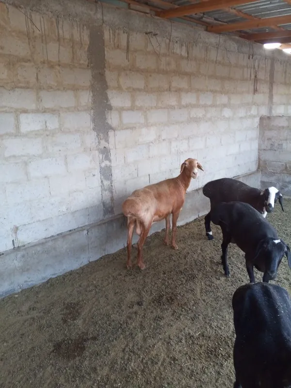 Qisir qoylar sotiladi 5 Qisir qoylar sotiladi 5
