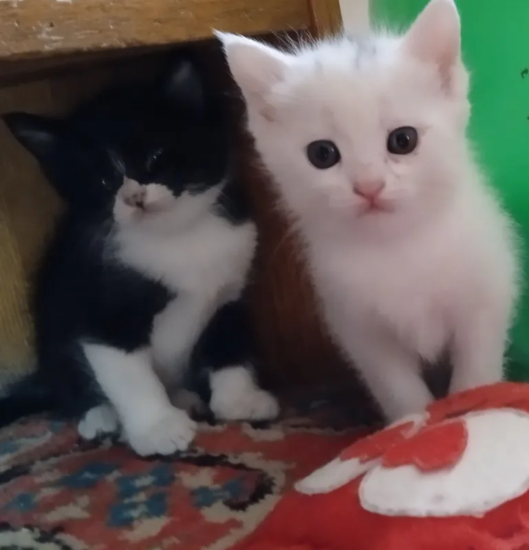 Продаются котята — фото 2