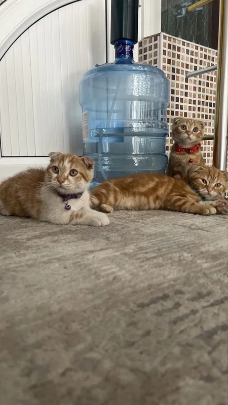вислоухие Котята — фото 6