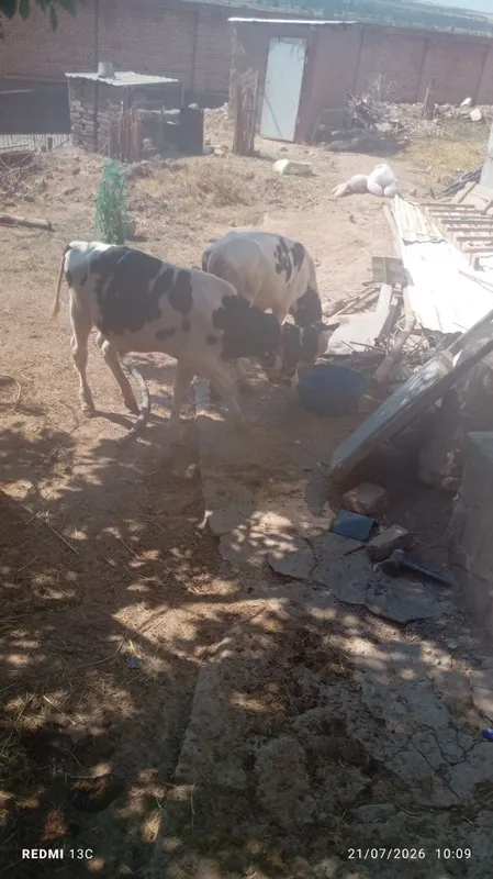 Buqachalar sotilad 3