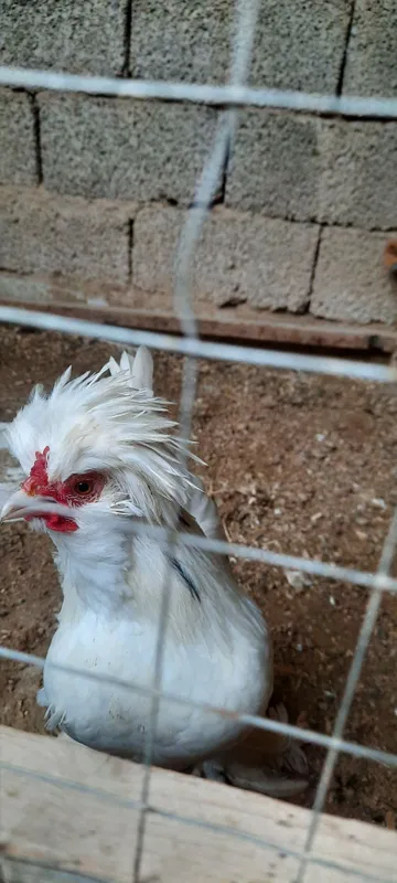 Yaponla 1+2 sotiladi 1 Yaponla 1+2 sotiladi 1
