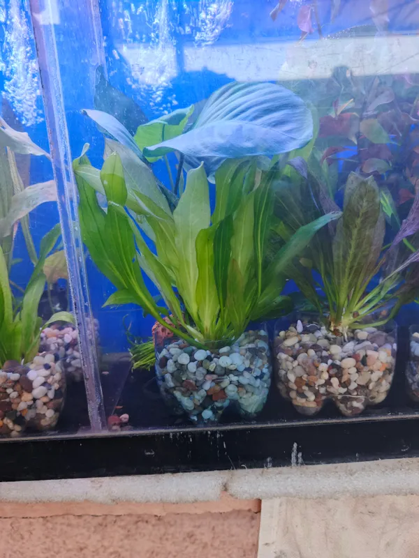 O‘simliklar va akvarium baliqlari 4