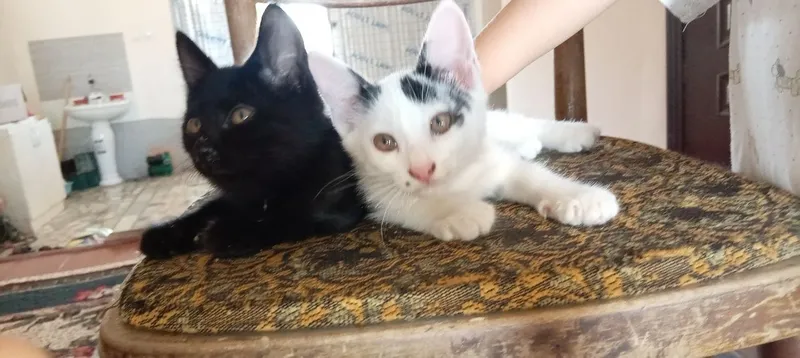 Котенок бесплатно 2 Котенок бесплатно 2