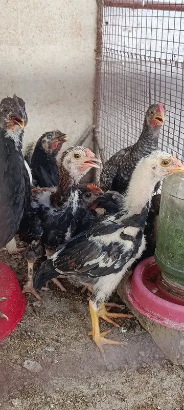 Toza dakan jujala 2 Toza dakan jujala 2