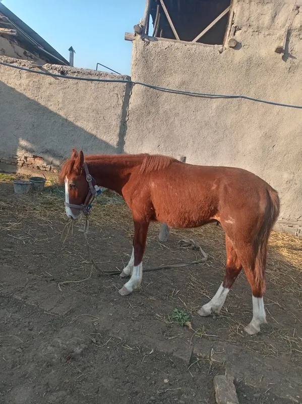 5 qashqa zotdor soglom ot garantiya beriladi erkak 1 yoshar 3 oylik