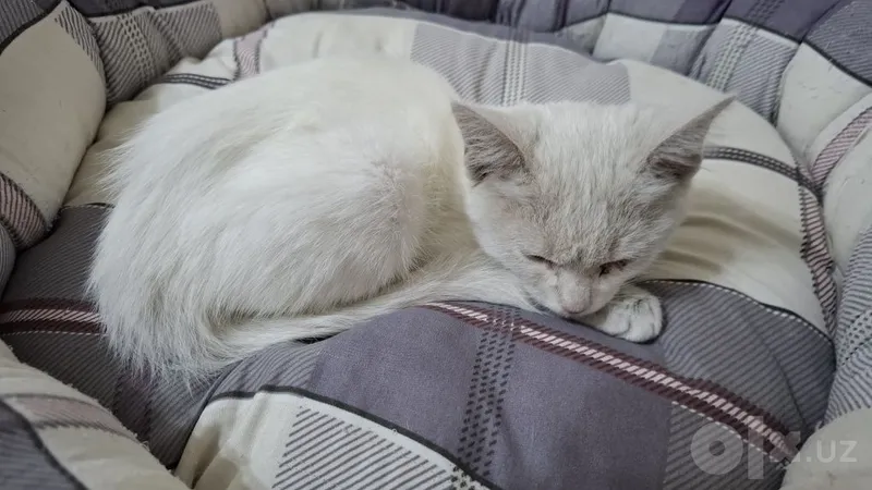 Белый котёнок 4 Белый котёнок 4