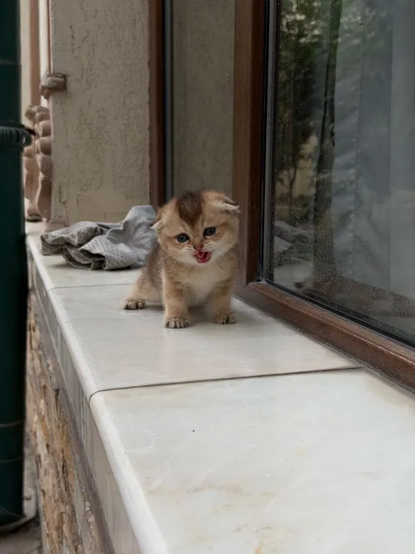 Котята веслоушки (скоттиш фолд)