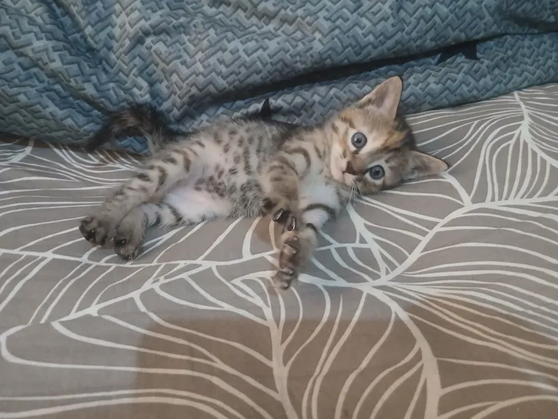 Котёнок домашный — фото 1